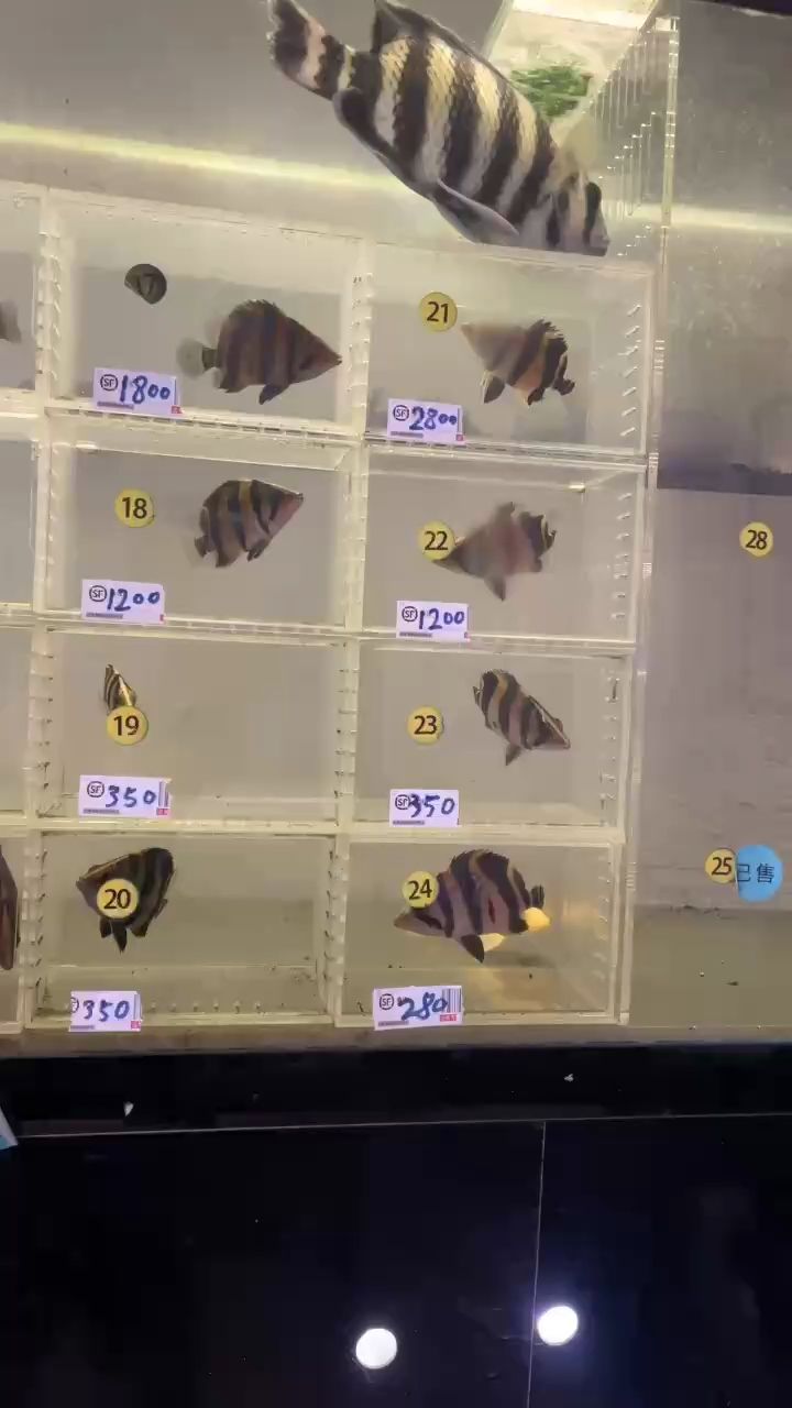 現(xiàn)貨可以一對(duì)一選魚