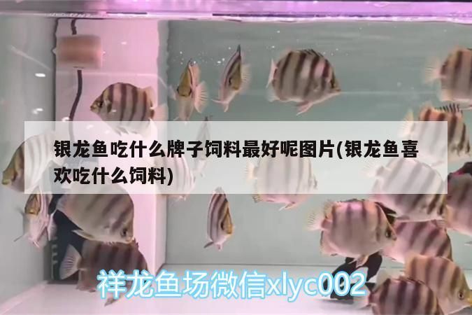 銀龍魚吃什么牌子飼料最好呢圖片(銀龍魚喜歡吃什么飼料)