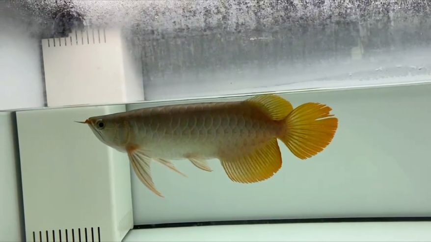 35公分原生態綠皮辣椒紅龍
