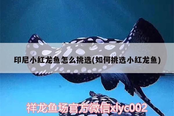 小紅龍魚怎么挑選好的：印尼紅龍魚幼苗發色技巧小紅龍魚幼苗發色技巧 小紅龍魚怎么挑選好的：印尼紅龍魚幼苗發色技巧小紅龍魚幼苗發色技巧 紅龍魚百科 第2張