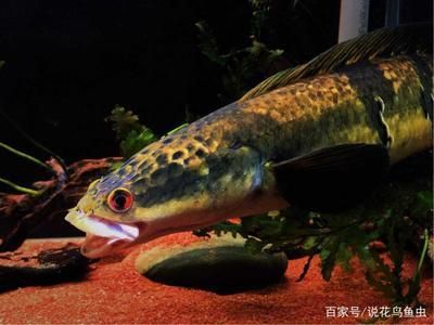 黑魔神雷龍魚生長速度 黑魔神雷龍魚生長速度 龍魚百科 第2張