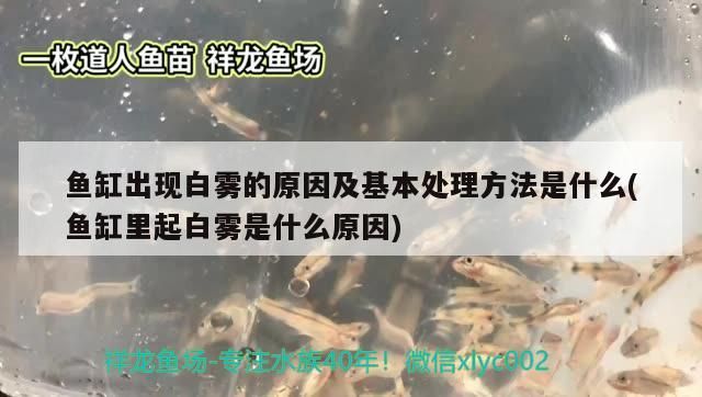 魚缸出現白霧的原因及基本處理方法是什么(魚缸里起白霧是什么原因)