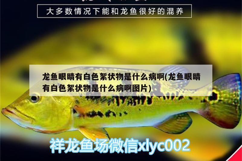 龍魚眼睛有白色絮狀物是什么病啊(龍魚眼睛有白色絮狀物是什么病啊圖片)