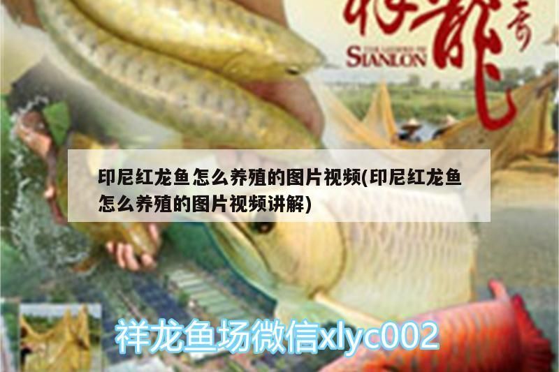 印尼紅龍魚怎么養(yǎng)殖的圖片視頻(印尼紅龍魚怎么養(yǎng)殖的圖片視頻講解) 印尼紅龍魚怎么養(yǎng)殖的圖片視頻(印尼紅龍魚怎么養(yǎng)殖的圖片視頻講解) 紅龍魚百科