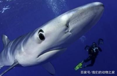 大白鯊魚苗（大白鯊魚苗價格是多少）