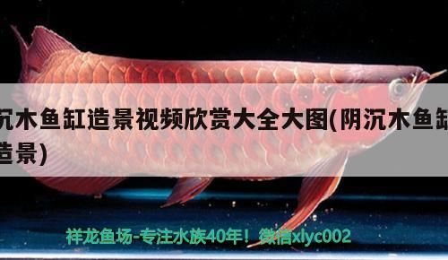 沉木魚缸造景視頻欣賞大全大圖(陰沉木魚缸造景) 沉木魚缸造景視頻欣賞大全大圖(陰沉木魚缸造景) 可麗愛魚缸