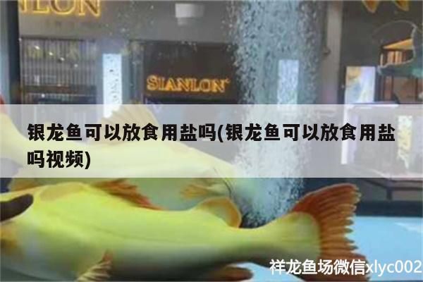 銀龍魚可以放食用鹽嗎(銀龍魚可以放食用鹽嗎視頻)