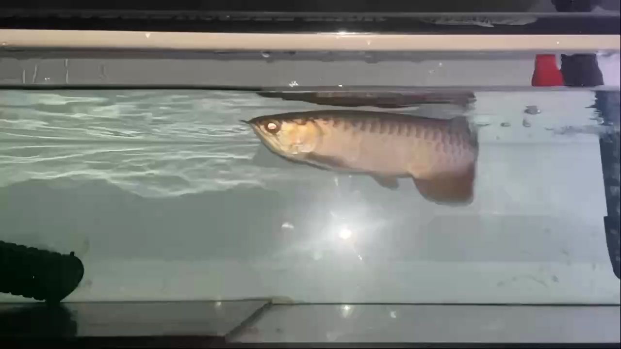 越來越圓潤