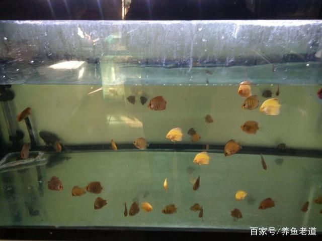 1米魚缸和1.2米魚缸區別大嗎：1.2米的魚缸和1.1米的魚缸有什么區別？
