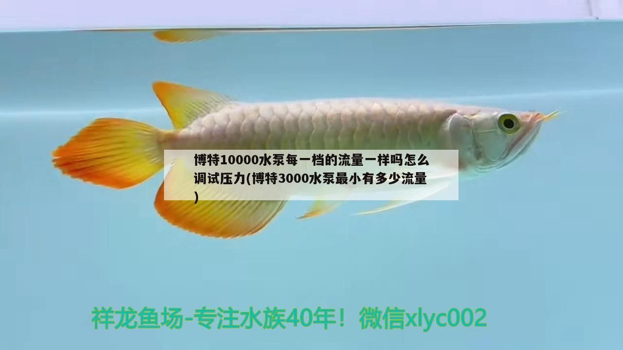 博特10000水泵每一檔的流量一樣嗎怎么調試壓力(博特3000水泵最小有多少流量) 博特10000水泵每一檔的流量一樣嗎怎么調試壓力(博特3000水泵最小有多少流量) 博特水族