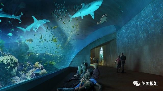 想開一家小型水族館（開一家小型水族館需要多少錢？） 想開一家小型水族館（開一家小型水族館需要多少錢？） 水族館百科（水族館加盟） 第5張