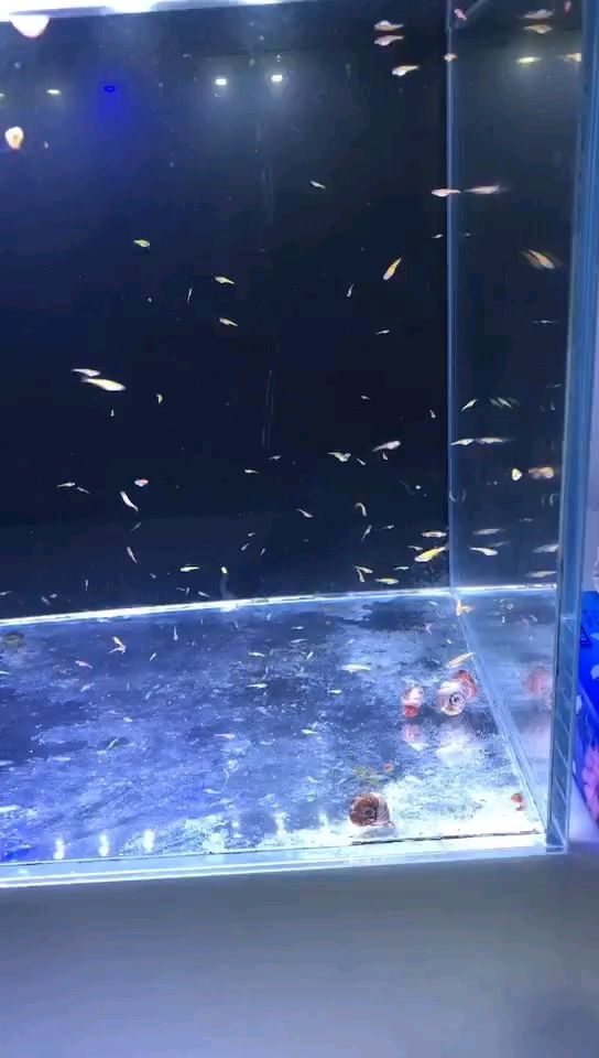 小魚苗
