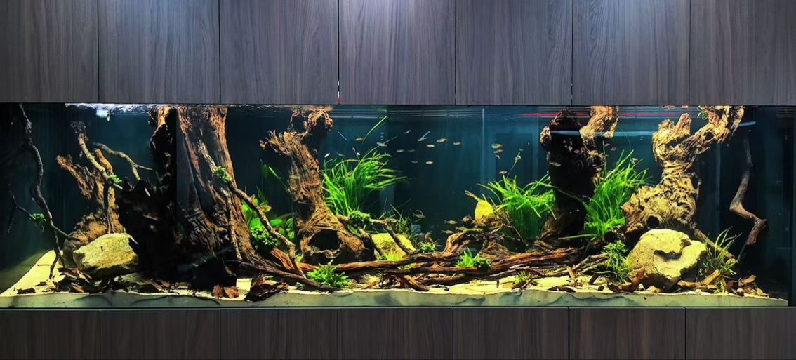 鸚鵡魚和銀龍魚混養怎樣喂食 平平淡淡 龍魚論壇 平平淡淡 平平淡淡 龍魚論壇