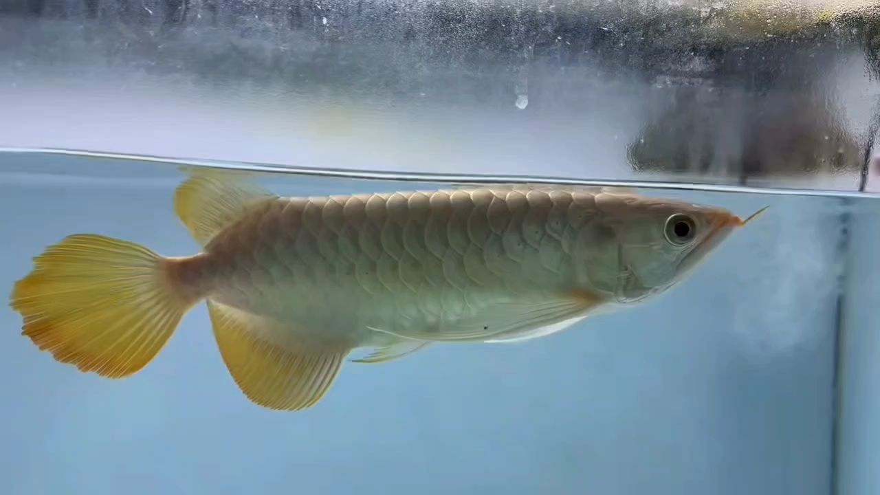 鈍頭飛機掌
