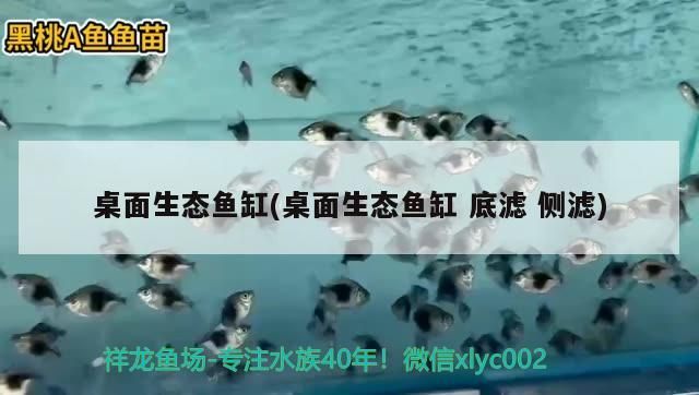 桌面生態魚缸(桌面生態魚缸底濾側濾)