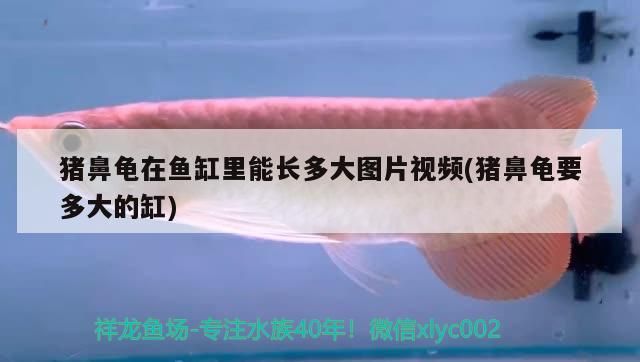 豬鼻龜在魚缸里能長多大圖片視頻(豬鼻龜要多大的缸) 豬鼻龜在魚缸里能長多大圖片視頻(豬鼻龜要多大的缸) 豬鼻龜百科