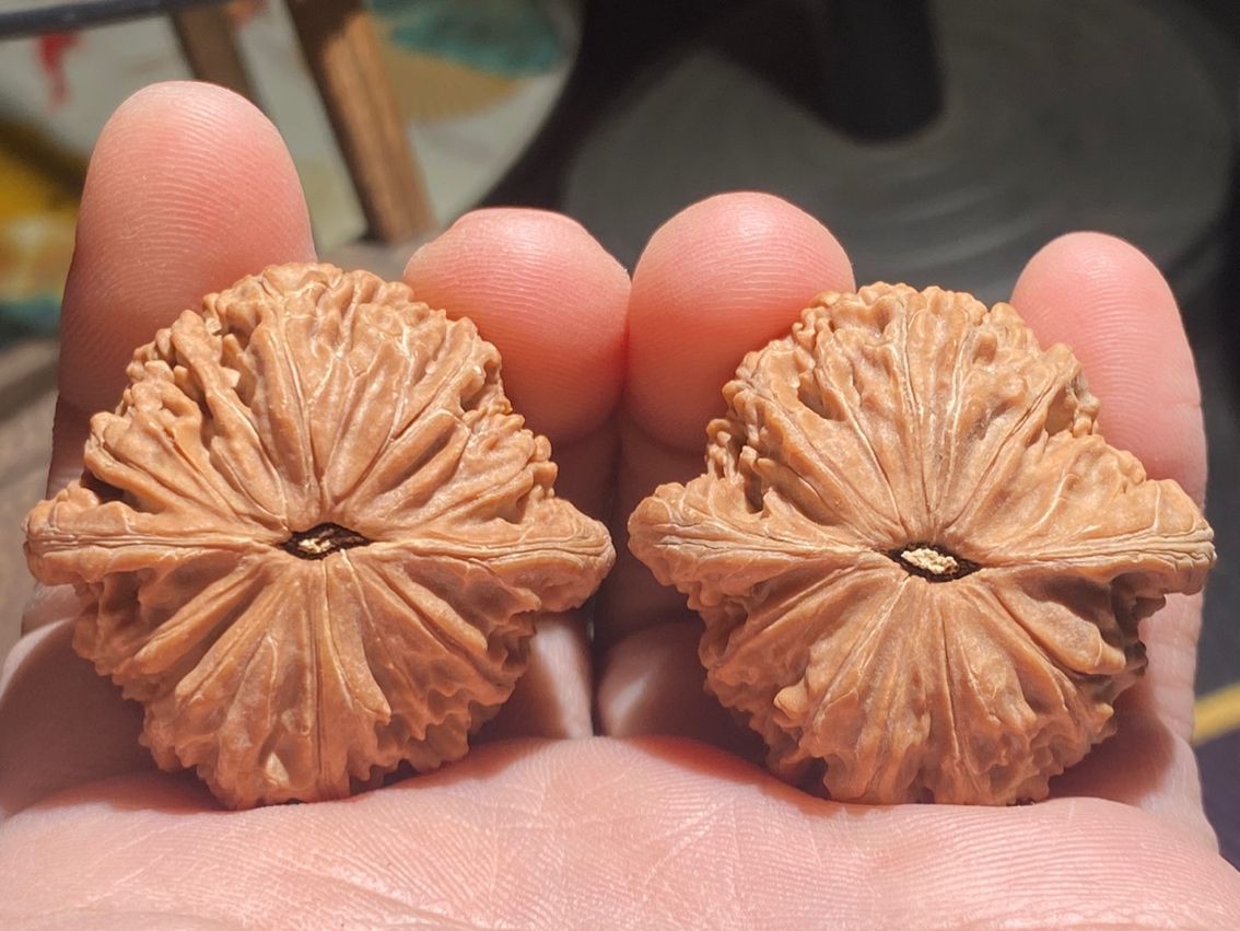 山地老樹，紅皮磨盤獅子頭 山地老樹，紅皮磨盤獅子頭 龍魚論壇 第5張