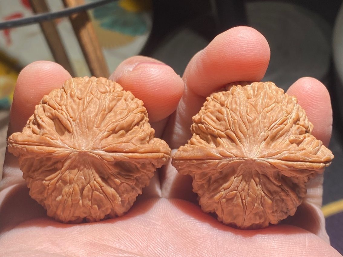 山地老樹，紅皮磨盤獅子頭 山地老樹，紅皮磨盤獅子頭 龍魚論壇 第6張