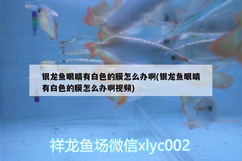 銀龍魚(yú)眼睛有白色的膜怎么辦啊(銀龍魚(yú)眼睛有白色的膜怎么辦啊視頻)