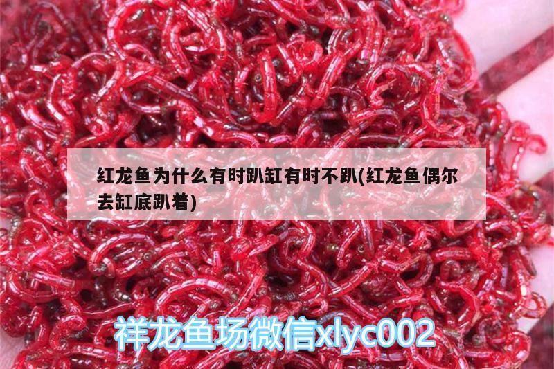 紅龍魚為什么有時趴缸有時不趴(紅龍魚偶爾去缸底趴著)