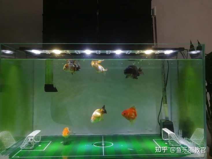 90魚缸養什么魚好看：90尺寸的魚缸養殖需要注意什么？