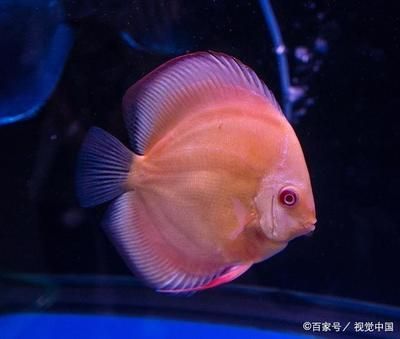 40的魚缸多大:40厘米的魚缸適合養(yǎng)什么樣的魚 魚缸百科 第3張 40的魚缸多大:40厘米的魚缸適合養(yǎng)什么樣的魚 40的魚缸多大:40厘米的魚缸適合養(yǎng)什么樣的魚 魚缸百科 第3張