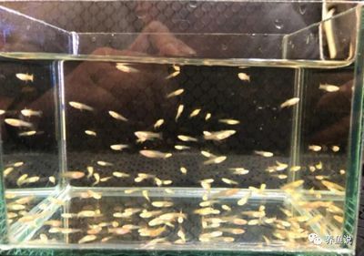 40的魚缸多大:40厘米的魚缸適合養(yǎng)什么樣的魚 魚缸百科 第4張 40的魚缸多大:40厘米的魚缸適合養(yǎng)什么樣的魚 40的魚缸多大:40厘米的魚缸適合養(yǎng)什么樣的魚 魚缸百科 第4張