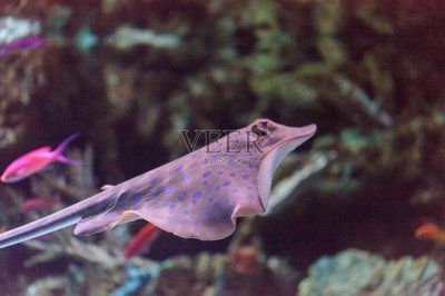野生皇冠黑白魟魚 野生皇冠黑白魟魚 魟魚百科 第2張