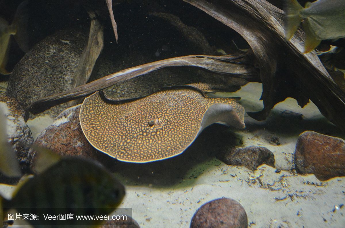 野生皇冠黑白魟魚 野生皇冠黑白魟魚 魟魚百科 第3張