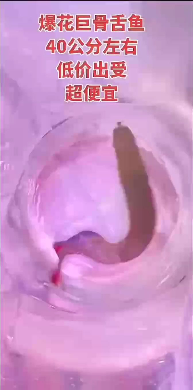 魚缸過濾器選購指南:自制魚缸過濾器魚缸上置過濾器對于養(yǎng)魚愛好者的必備知識 出 龍魚論壇 出 出 龍魚論壇