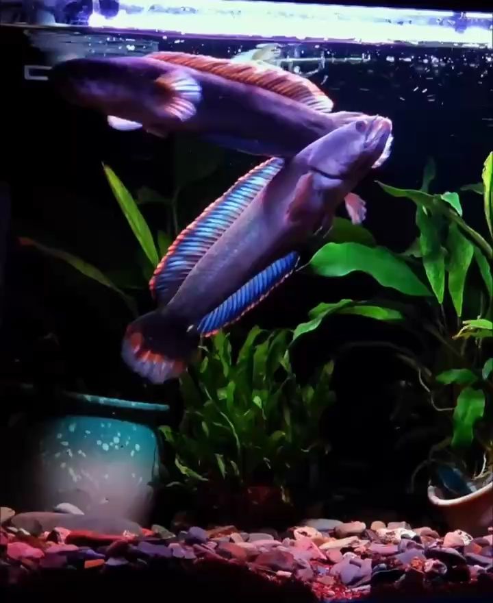 魚缸用增氧泵價格是多少:魚缸增氧機-xtrac增氧機-xtrac增氧機 我還沒有女朋友你憑什么 龍魚論壇 我還沒有女朋友你憑什么 我還沒有女朋友你憑什么 龍魚論壇