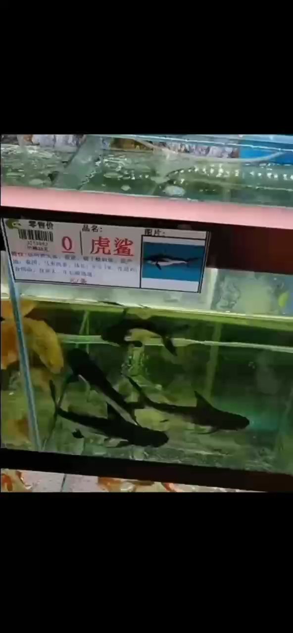 誰家還沒幾個(gè)硬東西啊 誰家還沒幾個(gè)硬東西啊 龍魚論壇