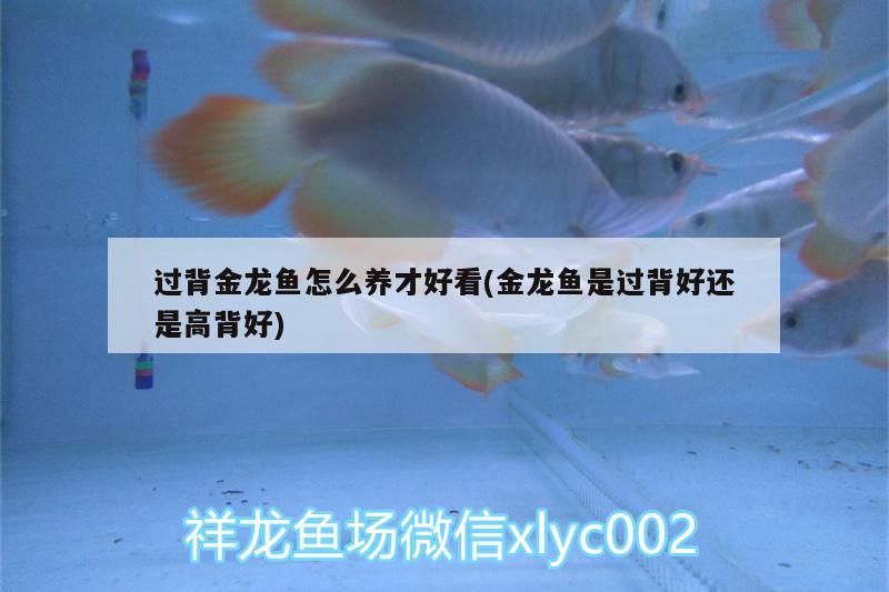 過背金龍魚怎么養才好看(金龍魚是過背好還是高背好)