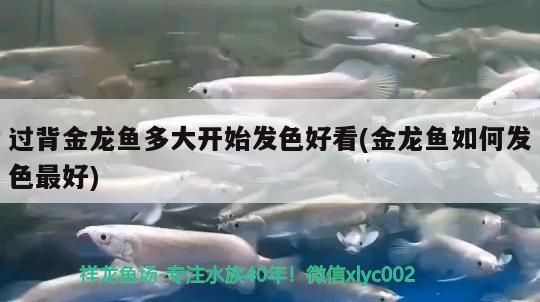 魚缸造景先放沙還是先放水(魚缸造景先鋪沙還是先放石頭) 過背金龍魚多大開始發色好看(金龍魚如何發色最好) 金龍魚百科 過背金龍魚多大開始發色好看(金龍魚如何發色最好) 過背金龍魚多大開始發色好看(金龍魚如何發色最好) 金龍魚百科