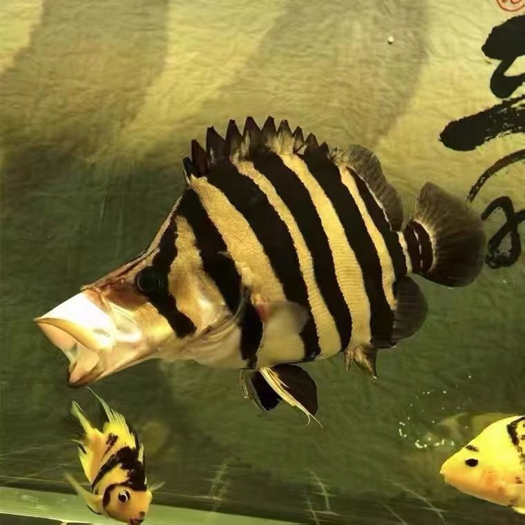 蘇虎 純四紋虎