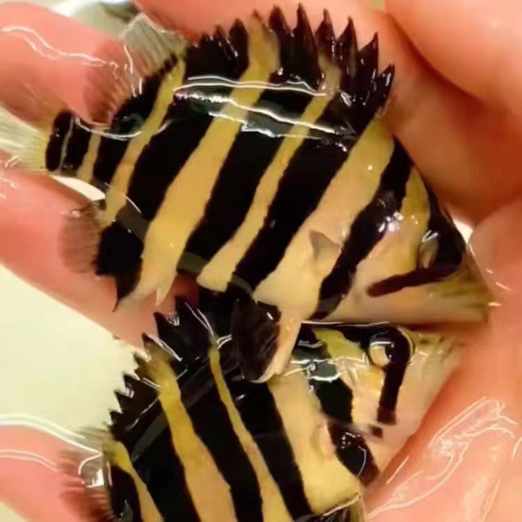 蘇虎 純四紋虎