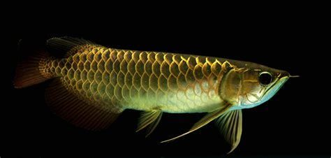星點金龍魚飼料天然色素來源：星點金龍魚飼料中天然色素來源詳細信息詳細信息