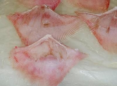 魟魚白膜：如何預防魟魚白膜 魟魚白膜：如何預防魟魚白膜 魟魚百科 第3張
