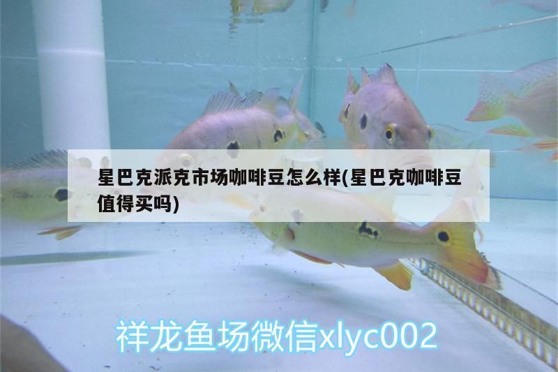 龍魚腹脹有哪些癥狀如何判斷龍魚是否健康龍魚腹脹，如何判斷龍魚是否腹脹
