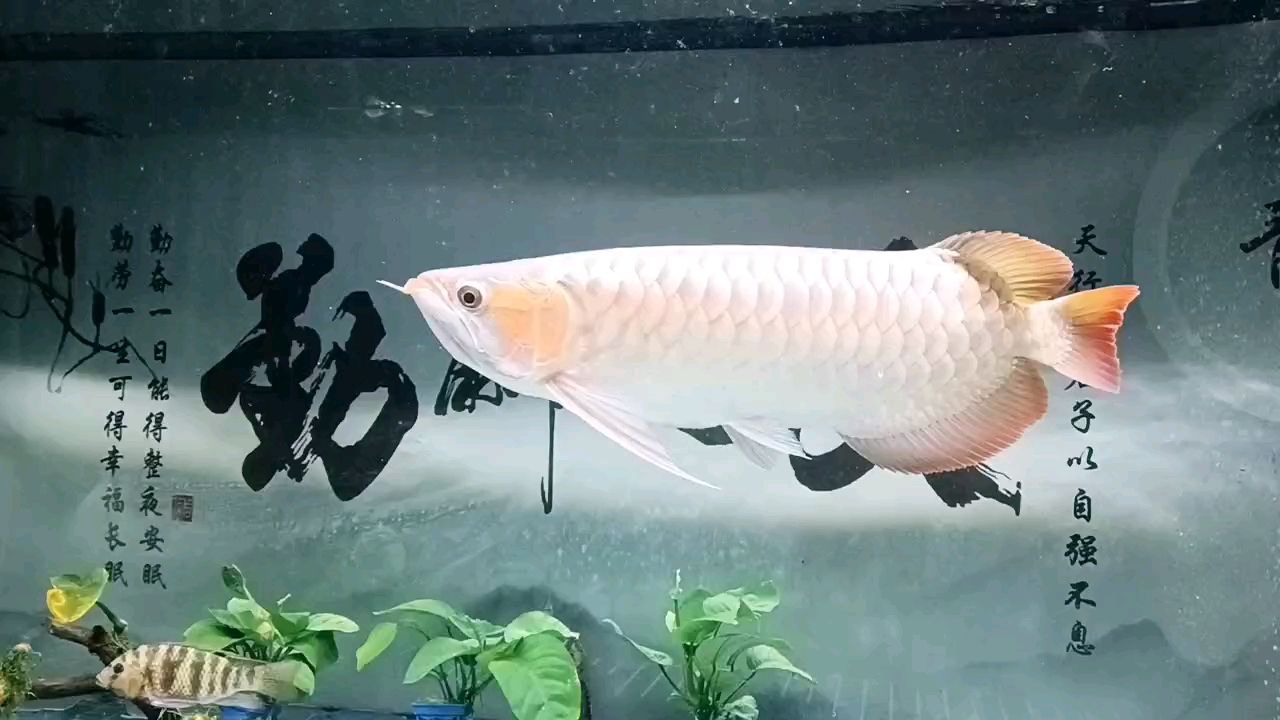 天冷，要加熱了。 天冷，要加熱了。 龍魚論壇