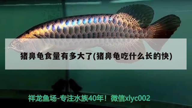 豬鼻龜食量有多大了(豬鼻龜吃什么長的快)