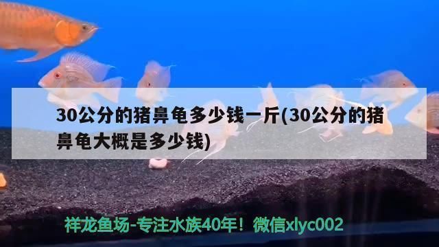 豬鼻龜多少錢1只：豬鼻龜價(jià)格大概是多少豬鼻龜多少錢一只豬鼻龜多少錢一只