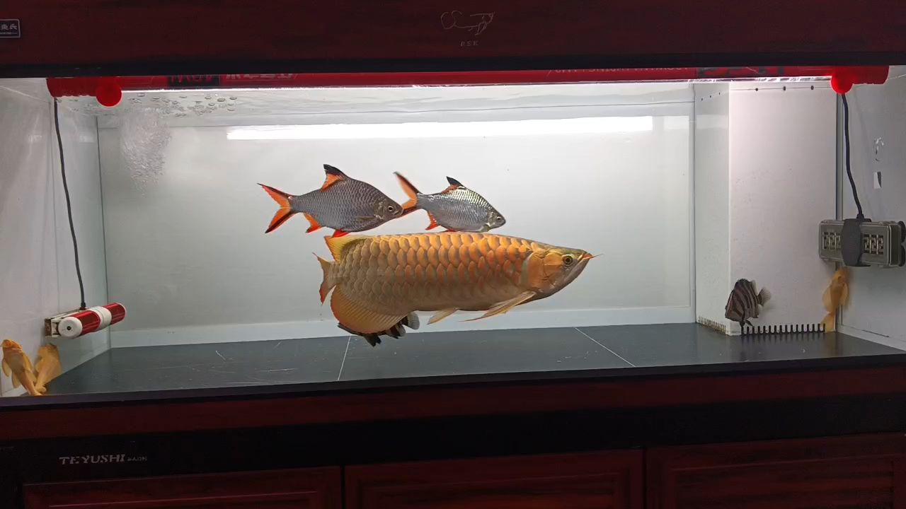 紅龍發色很厚實，以后會很紅很漂亮。