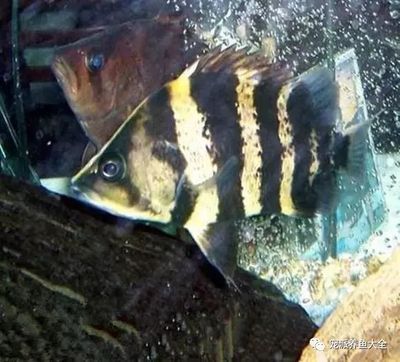 虎魚適合放沉木嗎：虎魚適合放沉木嗎虎魚適合放沉木嗎，虎魚適合放沉木嗎 虎魚適合放沉木嗎：虎魚適合放沉木嗎虎魚適合放沉木嗎，虎魚適合放沉木嗎 虎魚百科 第3張