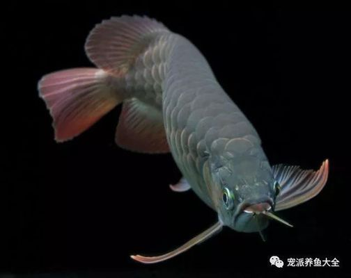 龍魚被欺負的吃不上飯怎么辦vs祥龍魚場：龍魚打架原因及解決方法 龍魚被欺負的吃不上飯怎么辦vs祥龍魚場：龍魚打架原因及解決方法 vs祥龍魚場 第5張