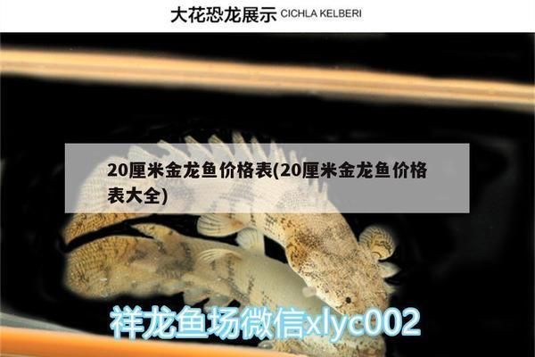 20公分過背金龍魚價格：20公分過背金龍魚價格信息：20公分過背金龍魚價格詳細信息