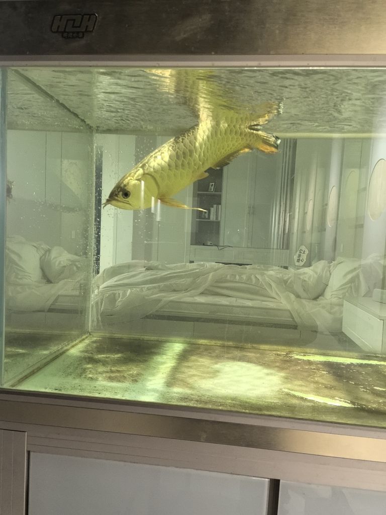 頭沉尾浮，爛鰭，魚鱗沖血，早幾日吃了新買回來的小魚就出現這個問題應該細菌感染和寄生蟲，求解，求救各位大神