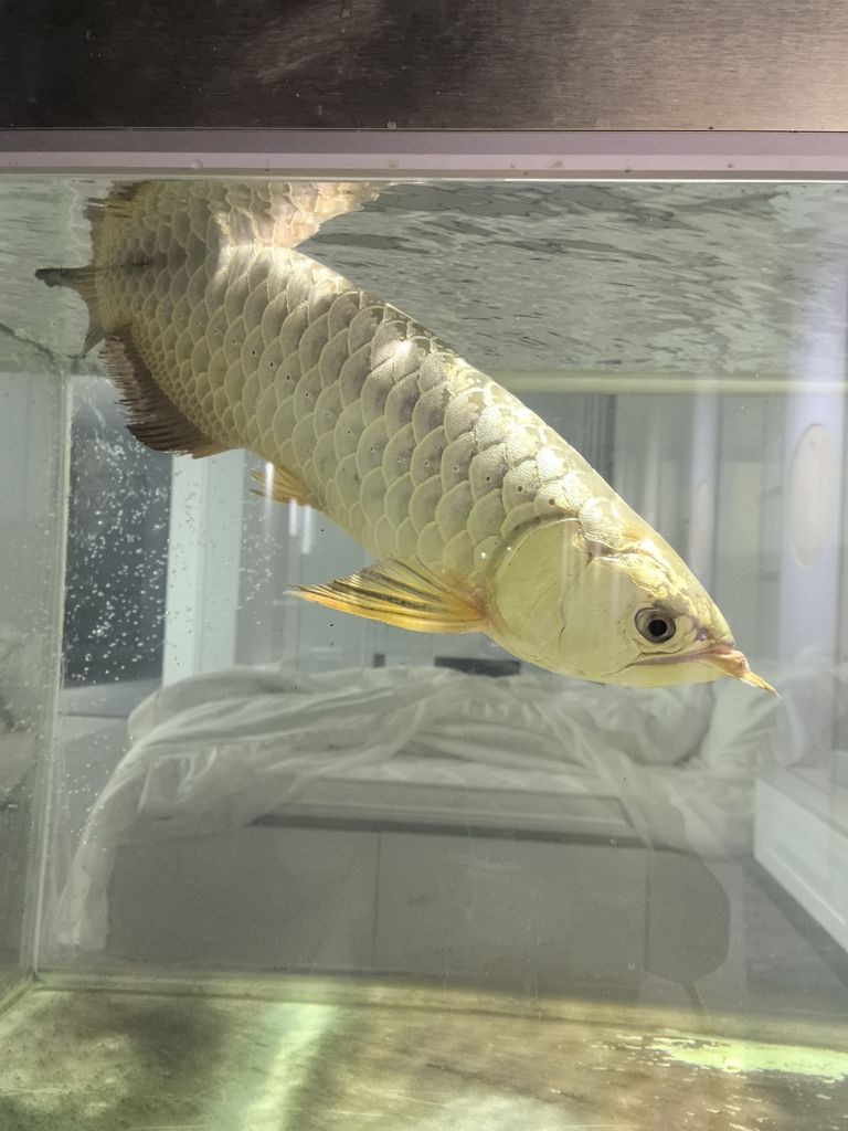 頭沉尾浮，爛鰭，魚鱗沖血，早幾日吃了新買回來的小魚就出現這個問題應該細菌感染和寄生蟲，求解，求救各位大神