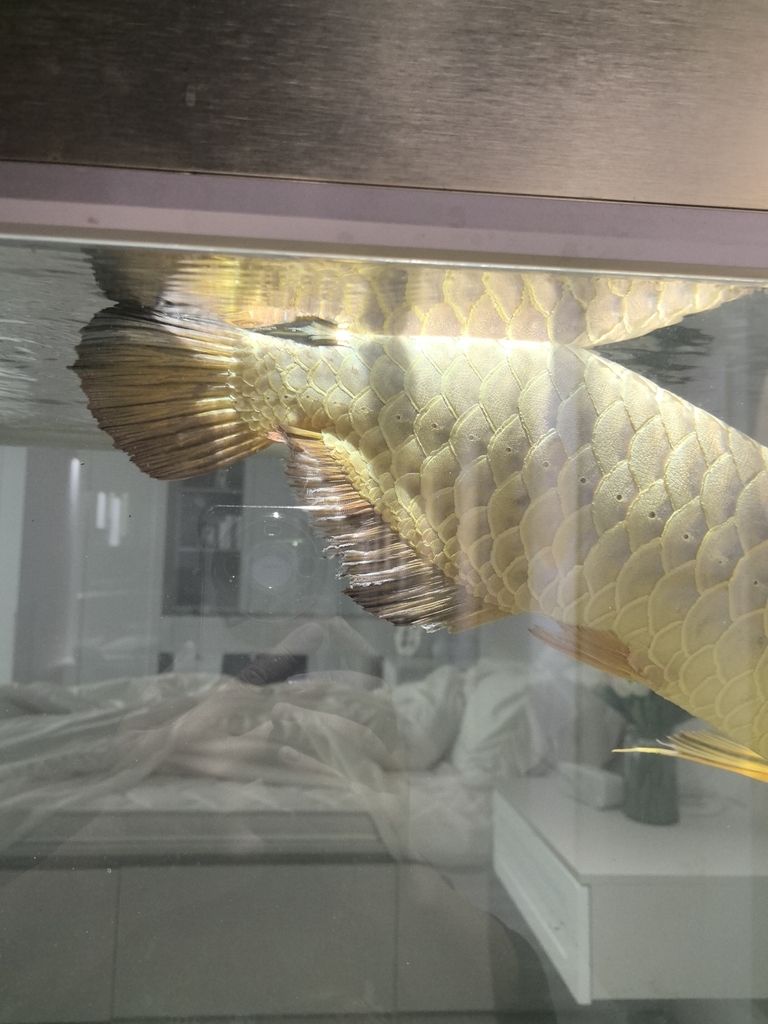 頭沉尾浮，爛鰭，魚鱗沖血，早幾日吃了新買回來的小魚就出現這個問題應該細菌感染和寄生蟲，求解，求救各位大神