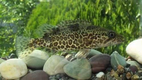 印尼虎魚水質要求ph值多少正常：印尼虎魚水質要求ph值多少正常印尼虎魚對水質的要求